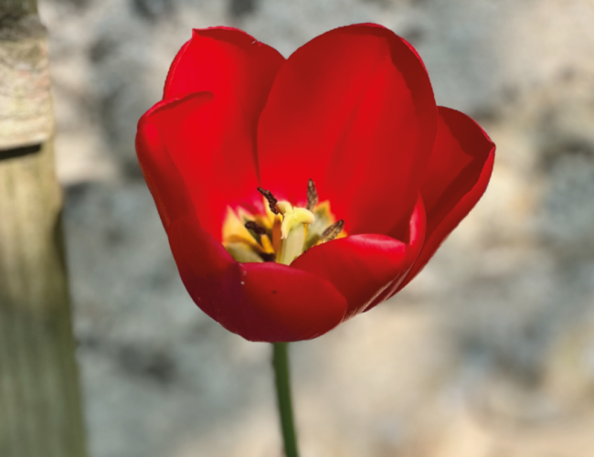 Au Jardin #2