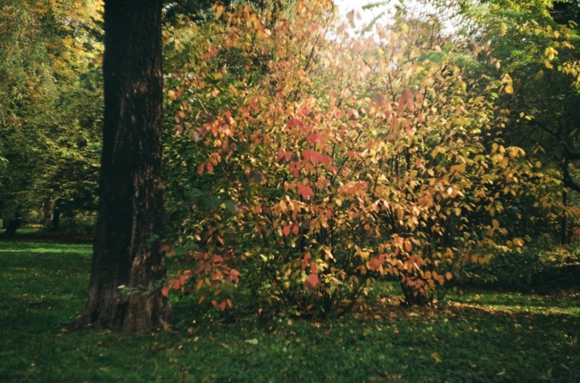 Fall in Cracow - Serie argentique #1